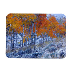 Espenbomen in herfstkleuren, Bighorn Mountains, Magneet