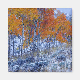 Espenbomen in herfstkleuren, Bighorn Mountains, Magneet