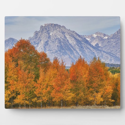 Espenbomen met het Teton-gebergte Fotoplaat (Voorkant)