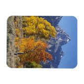 Espenbomen met het Teton-gebergte Magneet (Horizontaal)