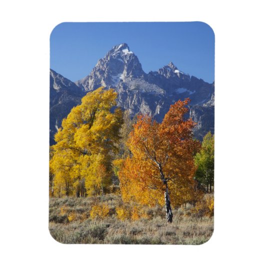 Espenbomen met het Teton-gebergte Magneet (Verticaal)