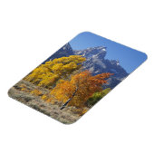 Espenbomen met het Teton-gebergte Magneet (Linkerzijde)