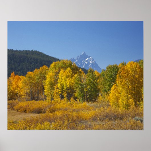Espenbomen met het Teton-gebergte Poster (Voorkant)