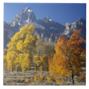 Espenbomen met het Teton-gebergte Tegeltje