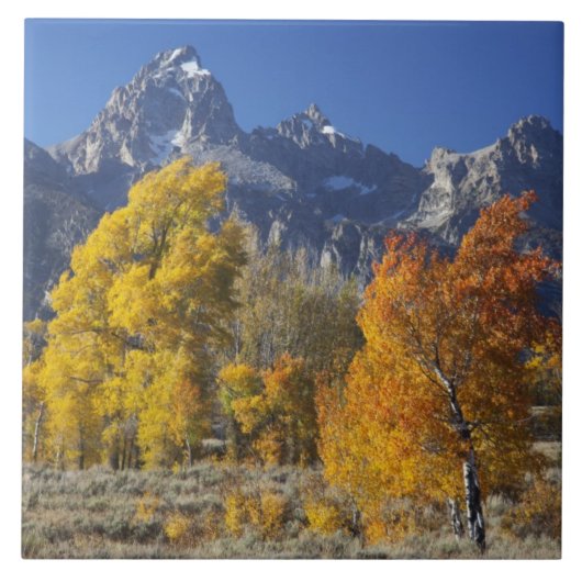 Espenbomen met het Teton-gebergte Tegeltje (Voorkant)