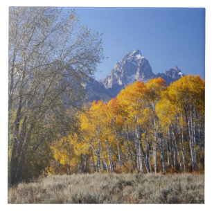 Espenbomen met het Teton-gebergte Tegeltje