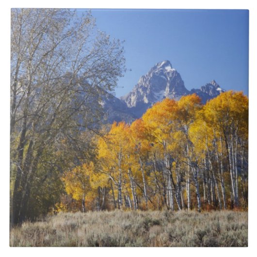 Espenbomen met het Teton-gebergte Tegeltje (Voorkant)