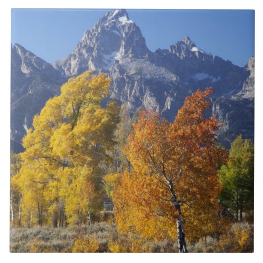 Espenbomen met het Teton-gebergte Tegeltje (Voorkant)