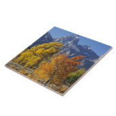 Espenbomen met het Teton-gebergte Tegeltje (Zijkant)