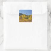 Espenbomen met het Teton-gebergte Vierkante Sticker (Tas)