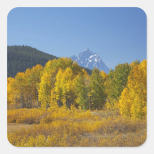 Espenbomen met het Teton-gebergte Vierkante Sticker