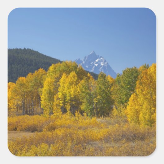 Espenbomen met het Teton-gebergte Vierkante Sticker (Voorkant)