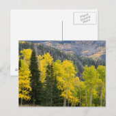 Espenbomen (Populus Tremuloides) en coniferen 2 Briefkaart (Voorkant / Achterkant)