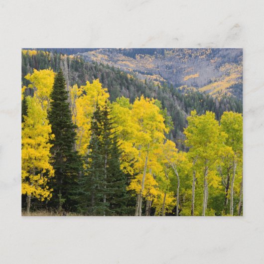 Espenbomen (Populus Tremuloides) en coniferen 2 Briefkaart (Voorkant)