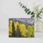 Espenbomen (Populus Tremuloides) en coniferen 2 Briefkaart (Staand voorkant)