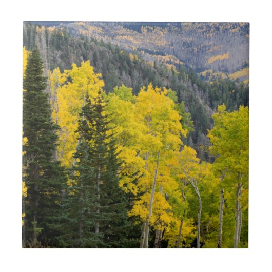Espenbomen (Populus Tremuloides) en coniferen 2 Tegeltje (Voorkant)