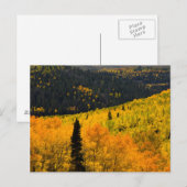 Espenbomen (Populus Tremuloides) en coniferen Briefkaart (Voorkant / Achterkant)