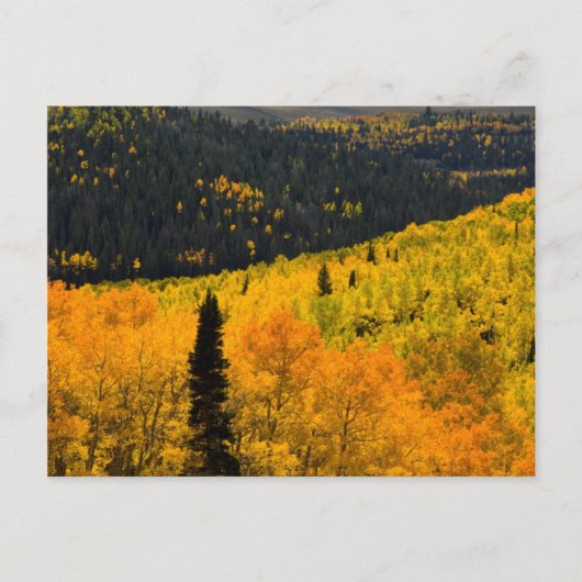 Espenbomen (Populus Tremuloides) en coniferen Briefkaart (Voorkant)