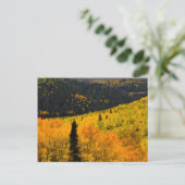 Espenbomen (Populus Tremuloides) en coniferen Briefkaart (Staand voorkant)