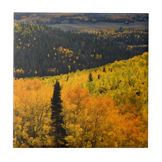 Espenbomen (Populus Tremuloides) en coniferen Tegeltje (Voorkant)