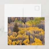 Espenbomen | White River National Forest Briefkaart (Voorkant / Achterkant)
