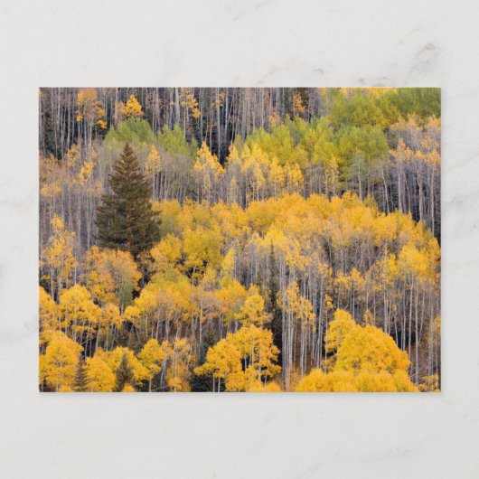 Espenbomen | White River National Forest Briefkaart (Voorkant)