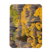 Espenbomen | White River National Forest Magneet (Verticaal)