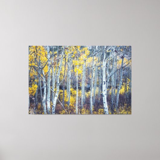 Espenbomenbos in herfstloof canvas afdruk (Voorkant)