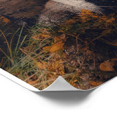 Espenbos herfstlandschap poster (Hoek)