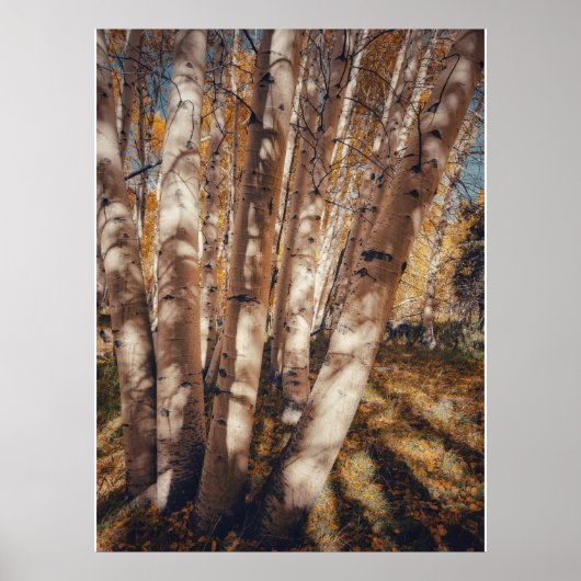 Espenbos herfstlandschap poster (Voorkant)