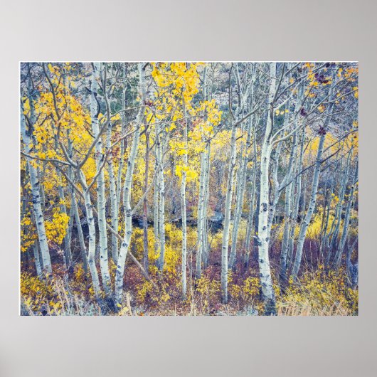 Espenbos in de herfst poster (Voorkant)