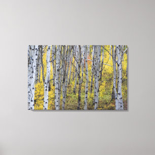 Espenbos in hoogtepunt herfstkleuren in Glacier Canvas Afdruk