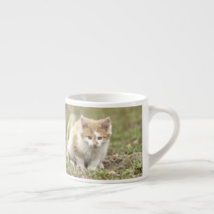 espresso cup Foto katten. espresso Kop