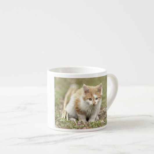 espresso cup Foto kattenvoer, espresso cup Kop (Voorkant rechts)