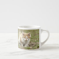 espresso cup Foto kattenvoer, espresso cup