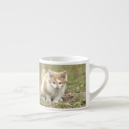 espresso cup Foto kattenvoer, espresso cup Kop (Rechts)