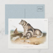 Esquimaux Dog (Canis familiaris) van Noord-Amerika Briefkaart (Voorkant / Achterkant)