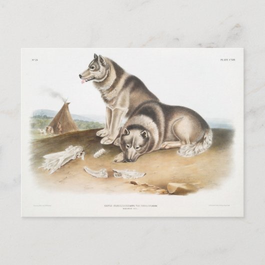 Esquimaux Dog (Canis familiaris) van Noord-Amerika Briefkaart (Voorkant)