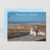 Essaouira, Marokko | Kat van het Zee Briefkaart (Voorkant / Achterkant)