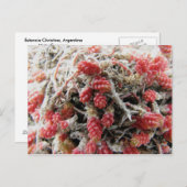 Estancia Christina, Argentinië, Mata Guanaco Briefkaart (Voorkant / Achterkant)