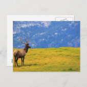 Estes Park Colorado Briefkaart (Voorkant / Achterkant)