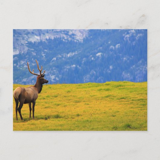Estes Park Colorado Briefkaart (Voorkant)