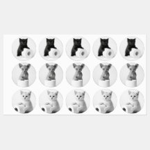Esthetische Nieuwsgierige Katten die Toiletpapier