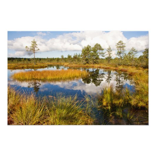Estland Natuur Viru Bog Foto Afdruk (Voorkant)