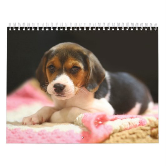  Estse hondenkalender Kalender (Hoes)