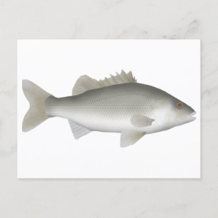 estuariumbaars briefkaart