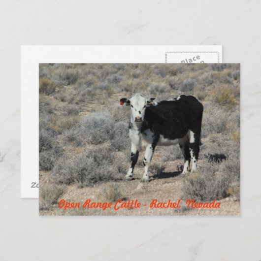 ET het Briefkaart van Nevada van het Vee van de (Voorkant / Achterkant)