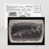 Etching - Sterlet Sturgeon Briefkaart (Voorkant / Achterkant)