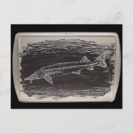 Etching - Sterlet Sturgeon Briefkaart