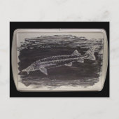 Etching - Sterlet Sturgeon Briefkaart (Voorkant)